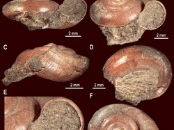 Penemuan Spesies Baru Siput Berusia 72 Juta Tahun, Selamat dari Kepunahan Massal