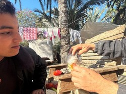 Kelaparan di Gaza Akibat Serangan Israel juga Membuat Hewan-hewan Menderita