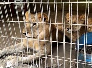Miris Kondisi Kebun Binatang di Gaza, Singa Diberi Makan Roti Miris Kondisi Kebun Binatang di Gaza, Singa Diberi Makan Roti