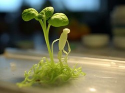 5 Fakta Mankai, Sayuran Terkecil di Dunia yang Banyak Khasiat