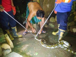 Mangsa Ayam-Kucing, Ular Piton Sepanjang 3 Meter di Karangasem Ditangkap
