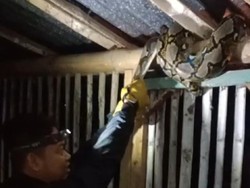 Ular Piton 3 Meter Bergelung di Kandang Ayam Wonogiri, Ini Penampakannya