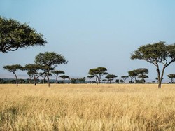 Persebaran Flora dan Fauna di Benua Afrika dan Jenisnya
