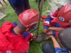 Heboh Biawak 2,5 Meter Masuk Rumah Warga, Robek Kasur dan Rusak Perabot
