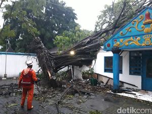 2 Pohon Beringin di Umbul Pengging Boyolali Tumbang Disapu Angin 2 Pohon Beringin di Umbul Pengging Boyolali Tumbang Disapu Angin