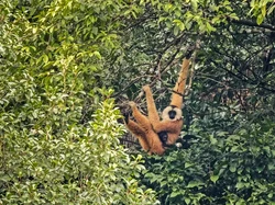 Primata Terlangka Kedua di Dunia Berhasil Terekam Kamera