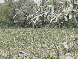 Erupsi Lewotobi Laki-Laki, Flores Timur Siaga Darurat Bencana 2 Pekan