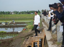 Jokowi Cek Tanam Padi di Banyumas, Pastikan Stok Pupuk untuk Petani