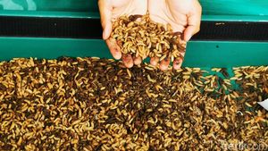 Ragam Produk Turunan Larva Maggot Pencetak Cuan Puluhan Juta
