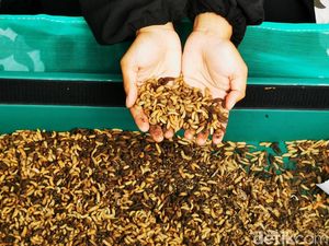 Ragam Produk Turunan Larva Maggot Pencetak Cuan Puluhan Juta