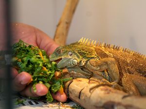 6 Fakta Menarik Tentang Iguana, Punya Umur Panjang-Memiliki Tiga Mata