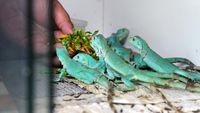 Mengintip Cuan dari Budi Daya Iguana, Bisa Laku Rp 6,5 Juta/Ekor