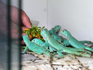 Mengintip Cuan dari Budi Daya Iguana, Bisa Laku Rp 6,5 Juta/Ekor