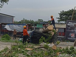 Pohon Tumbang gegara Angin Kencang Timpa Pikap di Kota Blitar
