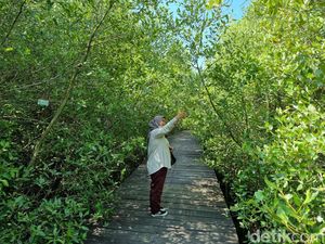 Kebun Raya Mangrove Surabaya Kini Berbayar, Tapi Masih Ramah di Kantong Kebun Raya Mangrove Surabaya Kini Berbayar, Tapi Masih Ramah di Kantong