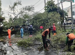 Pohon Asem di Jalan Mayor Sunaryo Ambruk, Saksi: Kaget Suaranya Kencang