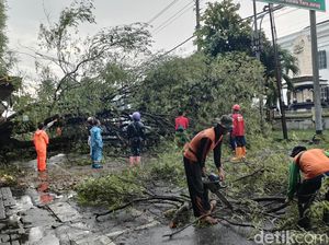 Pohon Asem di Jalan Mayor Sunaryo Ambruk, Saksi: Kaget Suaranya Kencang Pohon Asem di Jalan Mayor Sunaryo Ambruk, Saksi: Kaget Suaranya Kencang