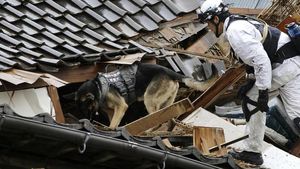 Anjing Pelacak Dikerahkan Cari Korban Gempa di Jepang