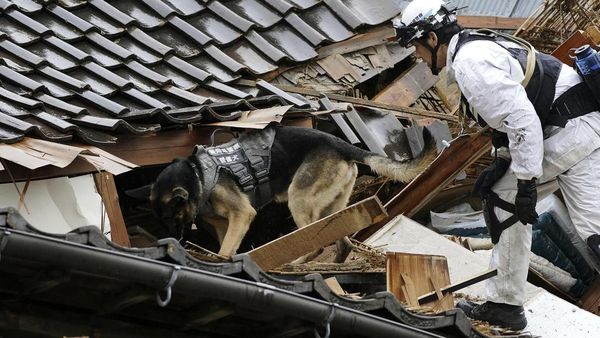 Anjing Pelacak Dikerahkan Cari Korban Gempa di Jepang