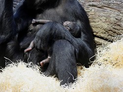 Mitos Sains Terbongkar: Sebagian Besar Mamalia Jantan Tak Lebih Besar dari Betina