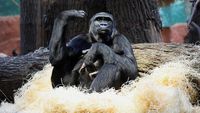 Kebun Binatang Praha Tambah Koleksi Bayi Gorila