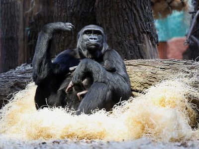 Kebun Binatang Praha Tambah Koleksi Bayi Gorila