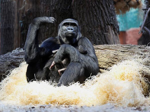 Kebun Binatang Praha Tambah Koleksi Bayi Gorila