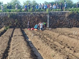 Bablas di Tikungan, 2 Pemotor Terjun ke Persawahan Parangtritis Bablas di Tikungan, 2 Pemotor Terjun ke Persawahan Parangtritis