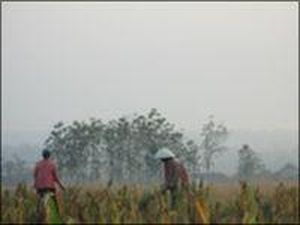 Pengamat Sebut Contract Farming Layak Diterapkan di Indonesia