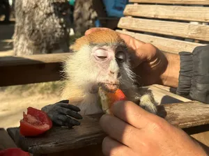 Dampak Genosida Israel di Gaza, Hewan di Kebun Binatang Ikut Kelaparan