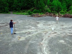 Hutan Tertua di Dunia Bukan Amazon, Tempatnya Tak Terduga