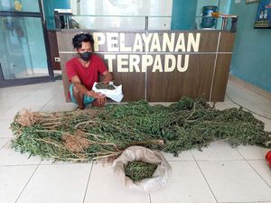 Uang Hasil Panen Ladang Ganja Dihabiskan Juliansyah Mabuk Miras-Pesta Narkoba