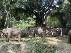 Mengenang Mahout Kesayangan Taman Safari Bali, Ia Pergi untuk Selamanya