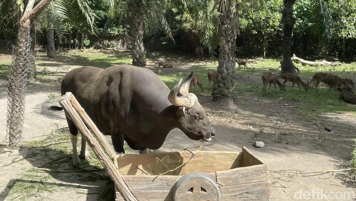 Liburan Seru di Taman Safari Bali Berlibur ke Bali nggak melulu soal pantainya. Bali mempunyai sejumlah destinasi wisata yang menarik untuk dikunjungi. Salah satunya adalah Taman Safari Bali.