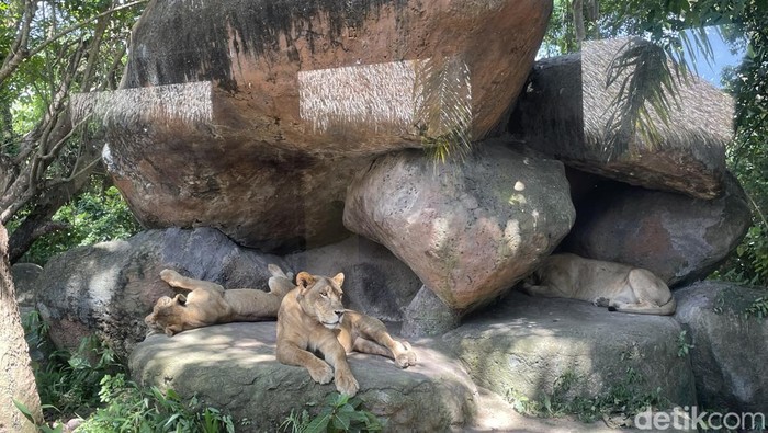 Liburan Seru di Taman Safari Bali Berlibur ke Bali nggak melulu soal pantainya. Bali mempunyai sejumlah destinasi wisata yang menarik untuk dikunjungi. Salah satunya adalah Taman Safari Bali.