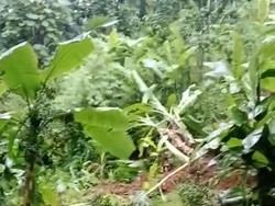 Tebing Longsor di Cianjur, Akses 2 Kecamatan Lumpuh