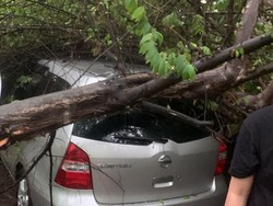 Hujan-Angin Kencang di Kartasura, Pohon Tumbang Timpa Mobil Parkir