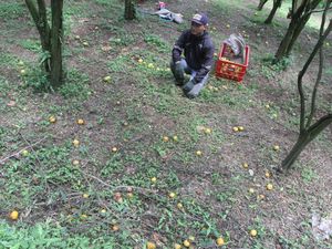 Perkebunan Jeruk di Malang Terdampak El Nino, Rontok Sebelum Panen Perkebunan Jeruk di Malang Terdampak El Nino, Rontok Sebelum Panen