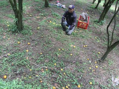 Perkebunan Jeruk di Malang Terdampak El Nino, Rontok Sebelum Panen