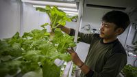 Melihat Budi Daya Sayur dengan Metode Container Farming