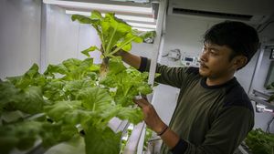 Melihat Budi Daya Sayur dengan Metode Container Farming