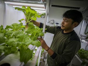 Melihat Budi Daya Sayur dengan Metode Container Farming Melihat Budi Daya Sayur dengan Metode Container Farming