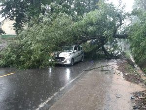 4 Penumpang Selamat Saat Pohon Tumbang Timpa Mobil di KBB