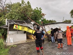 Hujan-Angin Kencang Landa Bantul, Belasan Pohon Tumbang