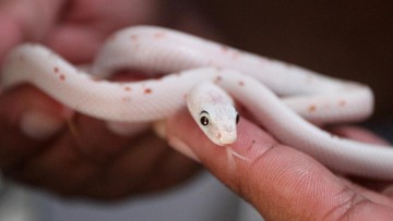 Jangan Asal Lepas Ular Peliharaan ke Alam, Pakar Reptilia IPB Saran Begini