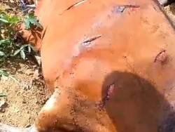 Petani Jagung Ngamuk, Bacok 6 Sapi gegara Kesal Kebunnya Rusak