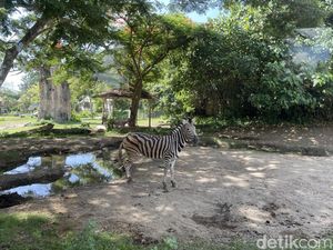 Bisa Lho Taman Safari Date di Bali, Cek Harga Tiket dan Jam Operasional Bisa Lho Taman Safari Date di Bali, Cek Harga Tiket dan Jam Operasional