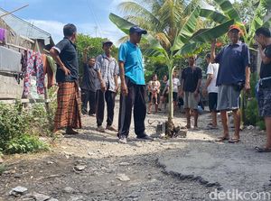 15 Tahun Jalan Rusak Parah, Warga Kubutambahan Tanam Pohon Pisang