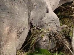 Sedih Sekali, Anak Gajah Sumatera Mati Terseret Banjir di Jambi