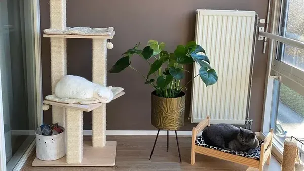 6 Inspirasi Ruangan untuk Kucing di Rumah